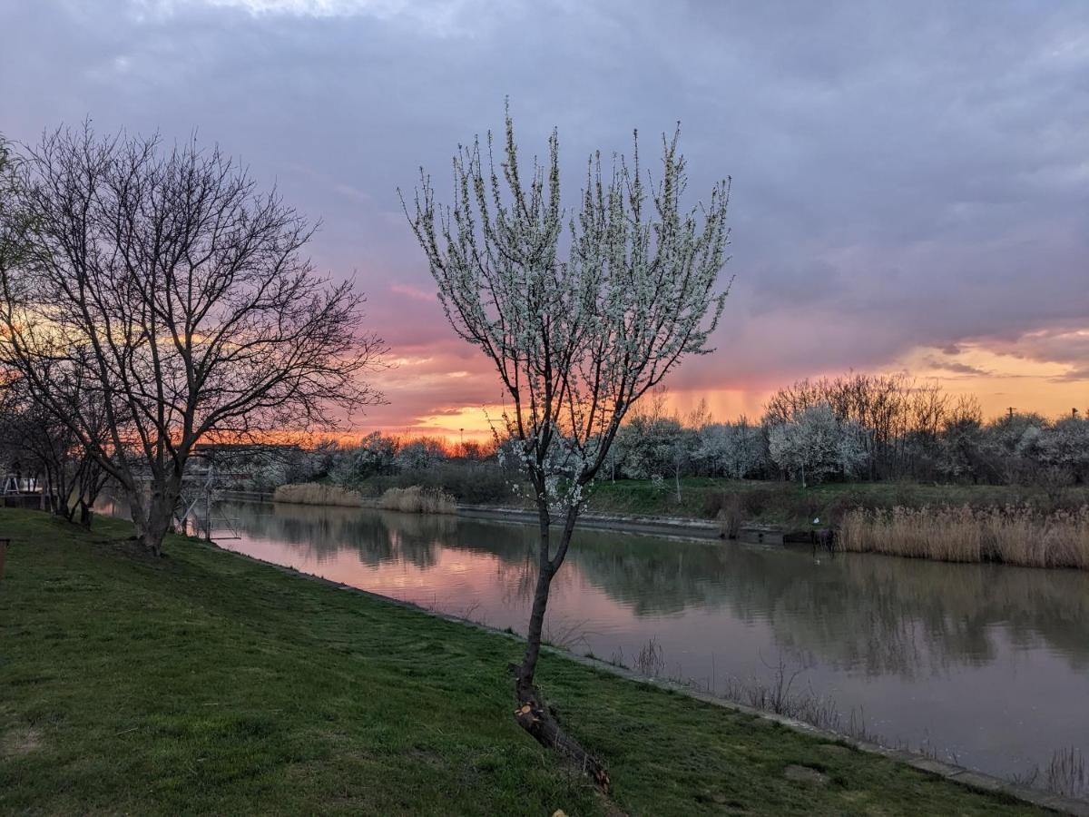 1 Freidorf Timisoara